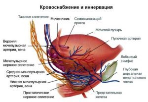 Structura vezicii urinare, anatomie, funcțiile de bază (structură) Structura de vezică urinară, anatomie, funcțiile de bază