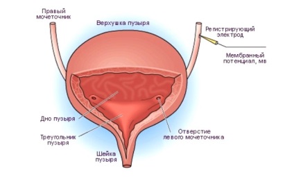 Structura vezicii urinare, anatomie, funcțiile de bază (anatomie) Structura de vezică urinară, anatomie, funcțiile de bază