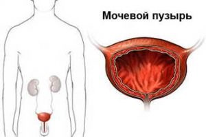 Structura vezicii urinare, anatomie, funcțiile de bază (anatomie) Structura de vezică urinară, anatomie, funcțiile de bază