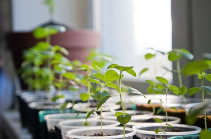 Rugăciuni Tulasi, pentru Tulasi de îngrijire a plantelor (de îngrijire) Rugăciuni Tulasi, pentru Tulasi îngrijire a plantelor