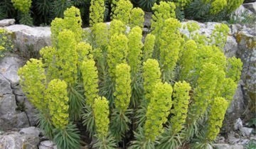 Euphorbia de îngrijire la domiciliu belozhilchaty, propagarea prin butași este tăiat, fotografie (tulichina) Euphorbia de îngrijire la domiciliu belozhilchaty, propagarea prin butași este tăiat, fotografie
