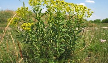 Euphorbia de îngrijire la domiciliu belozhilchaty, propagarea prin butași este tăiat, fotografia (sub) Euphorbia de îngrijire la domiciliu belozhilchaty, propagarea prin butași este tăiat, fotografie