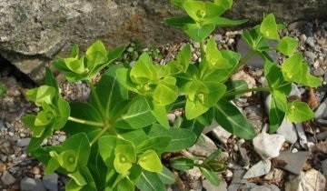 Euphorbia de îngrijire la domiciliu belozhilchaty, propagarea prin butași este tăiat, fotografie (tulichina) Euphorbia de îngrijire la domiciliu belozhilchaty, propagarea prin butași este tăiat, fotografie