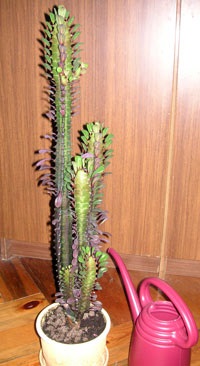 Euphorbia îngrijire Trigona, reproducerea, transferul (tulichina) întreținerea Euphorbia Trigona, multiplicare, transplantare