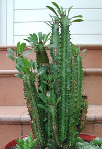 ingrijire Euphorbia Trigona, reproducerea, transferul (retragere) întreținerea Euphorbia Trigona, multiplicare, transplantare