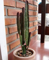 ingrijire Euphorbia Trigona, reproducerea, transferul (triunghiulare) întreținerea Euphorbia Trigona, multiplicare, transplantare