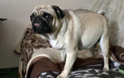 naștere pug, pug sarcina cu fotografii și video