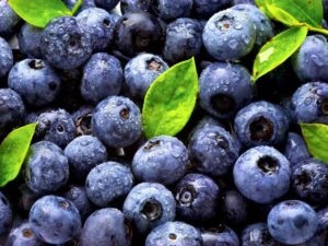 Frost Caucazian - aplicarea slăbire (cerere) Spânz Caucazian - utilizare pentru pierderea în greutate