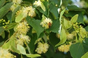 Frost Caucazian - utilizarea pentru pierderea în greutate (slăbire aplicare caucazieni) Spânz Caucazian - utilizare pentru pierderea în greutate