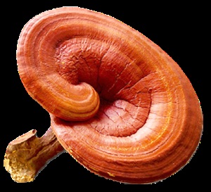 capsulă Brain „Phoenix lucidum fohow„(ganoderma) capsulă Brain