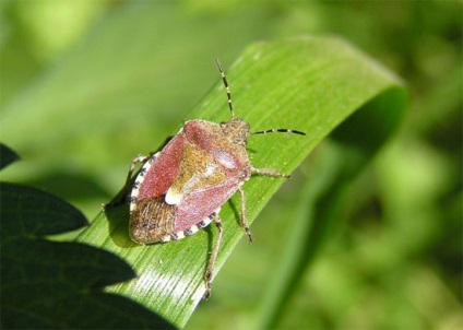 Poți să vezi bug-uri (se poate vedea bug-uri observate) Poți să vezi bug-uri