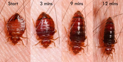 Poți să vezi bug-uri (se poate vedea bug-uri observate) Poți să vezi bug-uri