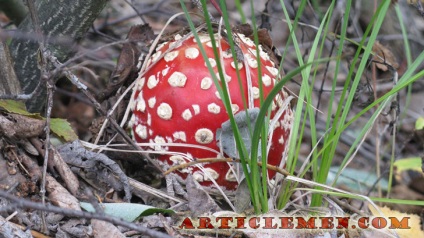 Amanita modul de utilizare, studiu, proprietati de utilitate si tratament in oncologie (proprietăți) Amanita modul de utilizare, studiu, proprietati de utilitate si de tratament in oncologie