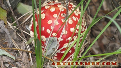 Amanita modul de utilizare, studiu, proprietati de utilitate si tratament in oncologie (tratament) Amanita modul de utilizare, studiu, proprietati de utilitate si de tratament in oncologie