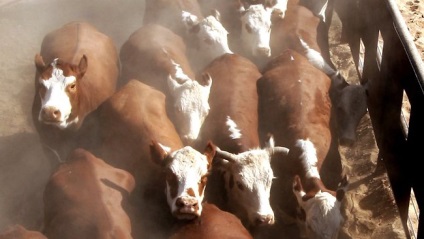 bovine de carne de vită - un plan de afaceri (planul de afaceri) bovine de carne de vită - Plan de afaceri