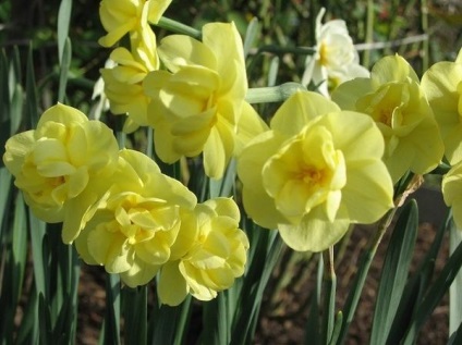 plantă Narcissus si arata ca (narcise acest grup) Narcise cum să planteze și de îngrijire