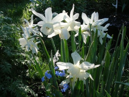 plantă Narcissus si arata ca (narcise acest grup) Narcise cum să planteze și de îngrijire