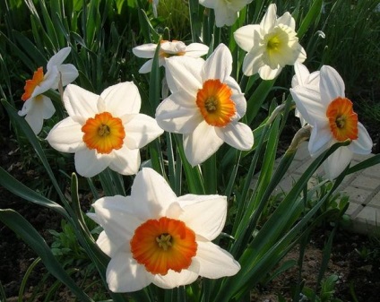 plantă Narcissus și arata ca (Voioșie Terry Narcissus) Narcise cum să planteze și de îngrijire