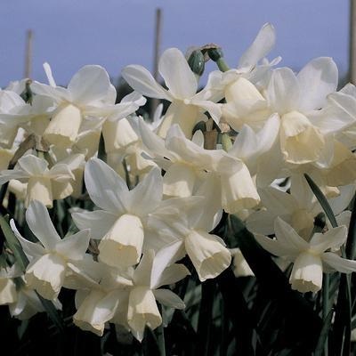 plantă Narcissus și arata ca (plante) Narcise cum să planteze și de îngrijire