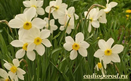 Narcissus flori (narcisă. Cultivarea narcise. Ingrijire Narcissus) floare Narcissus