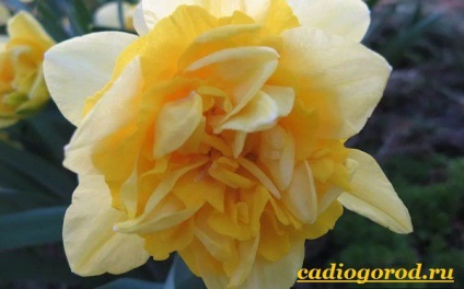 Narcissus flori (narcisă. Cultivarea narcise. Ingrijire Narcissus) floare Narcissus