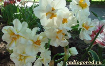 Narcissus floare (narcisa floare de cumpărare) floare Narcissus