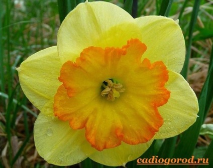 floare de Narcissus (narcisa floare foto) floare Narcissus