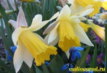 Narcissus floare (narcisa floare de cumpărare) floare Narcissus