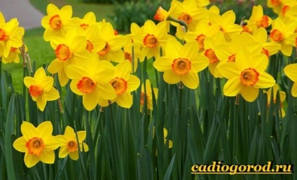 Narcissus flori (narcisă. Cultivarea narcise. Ingrijire Narcissus) floare Narcissus