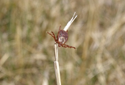 Invazia - cât de multe căpușe, sanepidemstantsii oficial al SES (de căpușe) Invazia - cât de multe căpușe, sanepidemstantsii oficial al SES lui