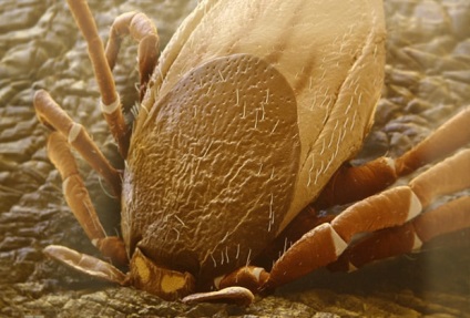 Invazia - cât de multe căpușe, sanepidemstantsii oficial al SES (de căpușe) Invazia - cât de multe căpușe, sanepidemstantsii oficial al SES lui