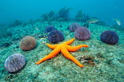 Am călcat pe arici de mare (mare) Am călcat pe un arici de mare