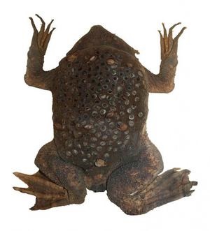 reprezentant neobișnuit al mediului acvatic - broasca Pipa Suriname și caracteristicile sale (Pipa) reprezentant neobișnuit al mediului acvatic - broasca Pipa Suriname și caracteristicile sale
