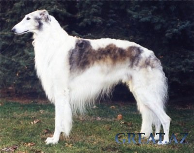 câine de formare netratabil (interesant) câine de formare netratabil