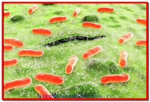 infectie Norovirus (Norovirus infecție. Simptomele și infecție Tratamentul cu norovirus) infectie norovirus