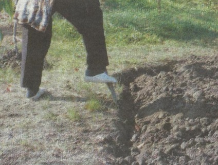 Am nevoie de o toamnă săpat pământ în grădina - Gardens din Siberia (grădină) Am nevoie de o toamnă săpat pământ în grădină - Garden Siberia