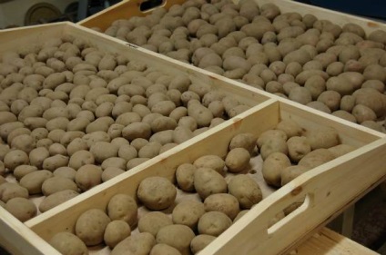 Procesarea cartofilor înainte plantarea gândacul Colorado, precum și normele de prelucrare a produselor (cartofi) Procesarea cartofilor înainte de plantare a regulilor de procesare a gândacului Colorado și preparate