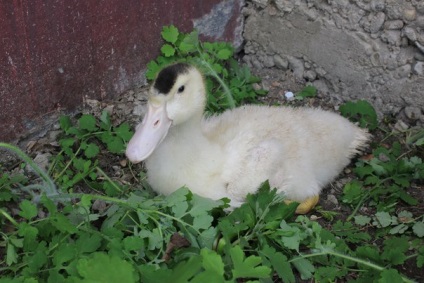 Privire de ansamblu rasa rațe referințe și fotografii Mulard (prezentare generală) Privire de ansamblu Mulard rațe rasa referințe și fotografii