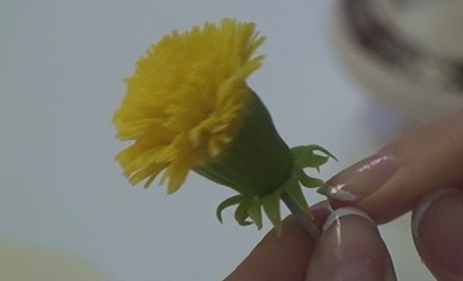 Dandelions din lut polimeric cu mâinile lor (master class) Dandelions din lut polimeric cu mâinile