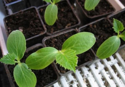 Castravetele Berendey descriere f1, avantaje, tehnologia de cultivare, îngrijire, semințe, comentarii, foto, video (Berendey) Castravetele Berendey descriere f1, avantaje, tehnologia de cultivare, îngrijire, semințe, comentarii, foto, video
