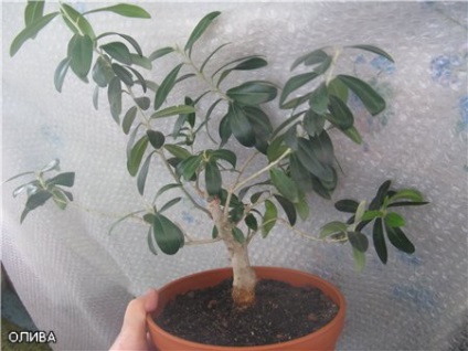 Olive Tree Îngrijire în regulile de origine și de conținut (acasă) Olive Tree îngrijirea la domiciliu și regulile conținutului