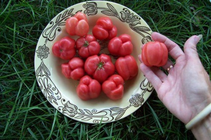 Descrierea și recenzii Mazarin tomate (tomate) Descriere și recenzii roșii Mazarin