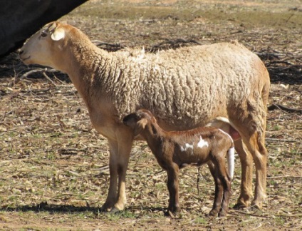 cu coadă de grăsime rase de ovine Descriere îngrijire de diluare (cu coadă de grăsime) cu coadă de grăsime Descriere rase de ovine de reproducție, îngrijire