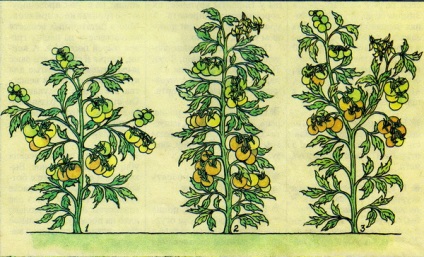 La tomate (aproximativ roșii. De Bara. Cultivand tehnologie de la semănat la recoltare.) Despre tomate