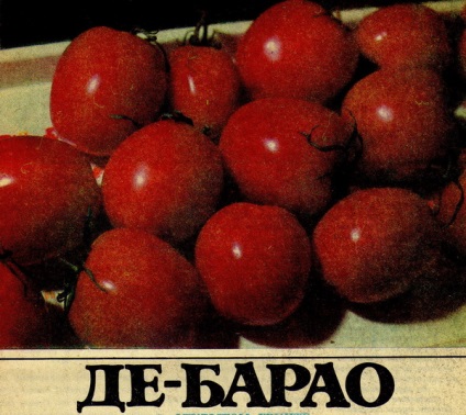 La tomate (aproximativ roșii. De Bara. Cultivand tehnologie de la semănat la recoltare.) Despre tomate