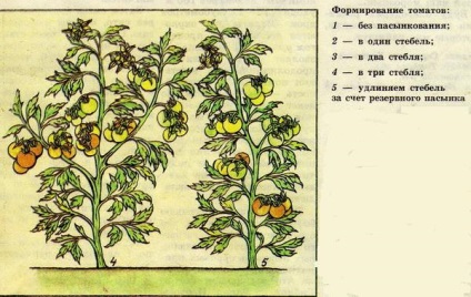 La tomate (tulpină unică cultivate) Despre tomate