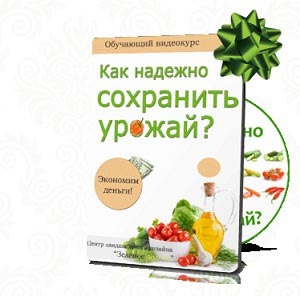 Pulverizarea Roșii Trichopolum de Phytophthora și dăunătorilor (tomate) roșii stropitul Trichopolum de Phytophthora și dăunători
