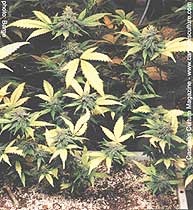 Organică, sunați (cresc organice) - soluri, soluri, substraturi - articole - totul despre cultivarea de canabis (cresc) Organică, sunați (cresc organice) - soluri, soluri, substraturi - articole - totul despre cultivarea de cânepă