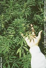 Organică, sunați (cresc organice) - soluri, soluri, substraturi - articole - totul despre cultivarea de cânepă (organice) Organică, sunați (cresc organice) - soluri, soluri, substraturi - articole - totul despre cultivarea de cânepă