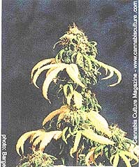 Organică, sunați (cresc organice) - soluri, soluri, substraturi - articole - totul despre cultivarea de cânepă (organice) Organică, sunați (cresc organice) - soluri, soluri, substraturi - articole - totul despre cultivarea de cânepă